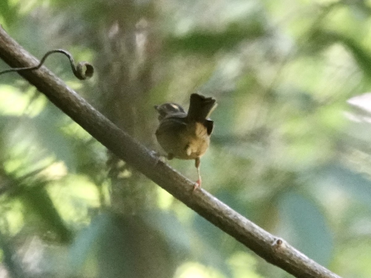 Two-banded Warbler - ML646556669