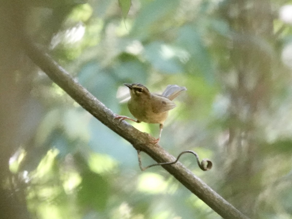 Two-banded Warbler - ML646556670