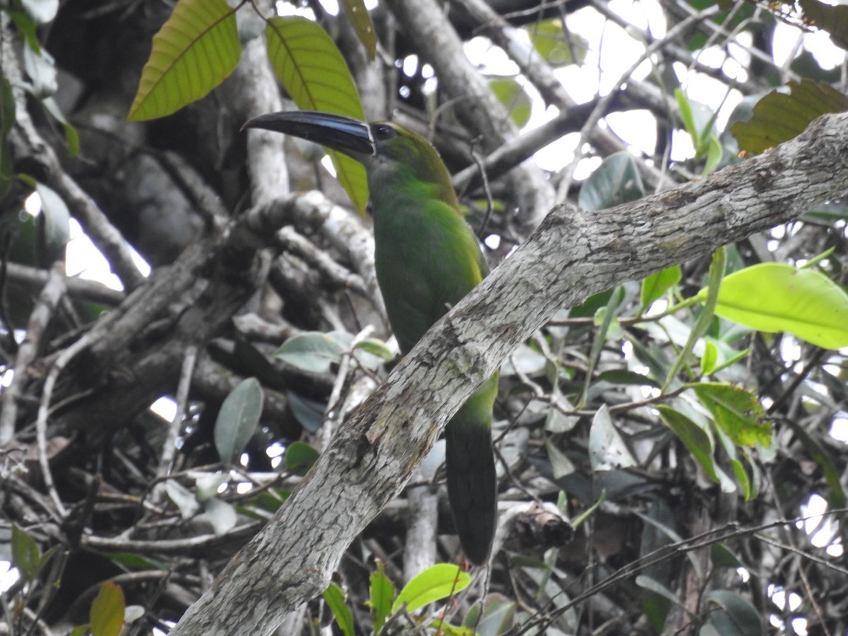 Chestnut-tipped Toucanet - ML646556671