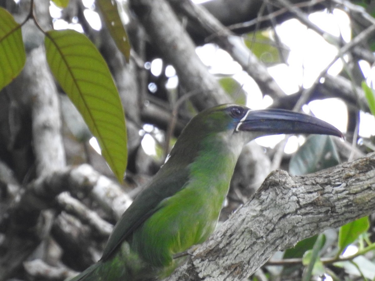 Chestnut-tipped Toucanet - ML646556672