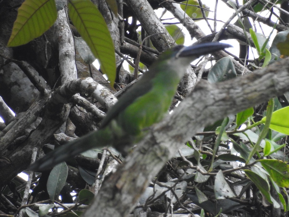Chestnut-tipped Toucanet - ML646556673