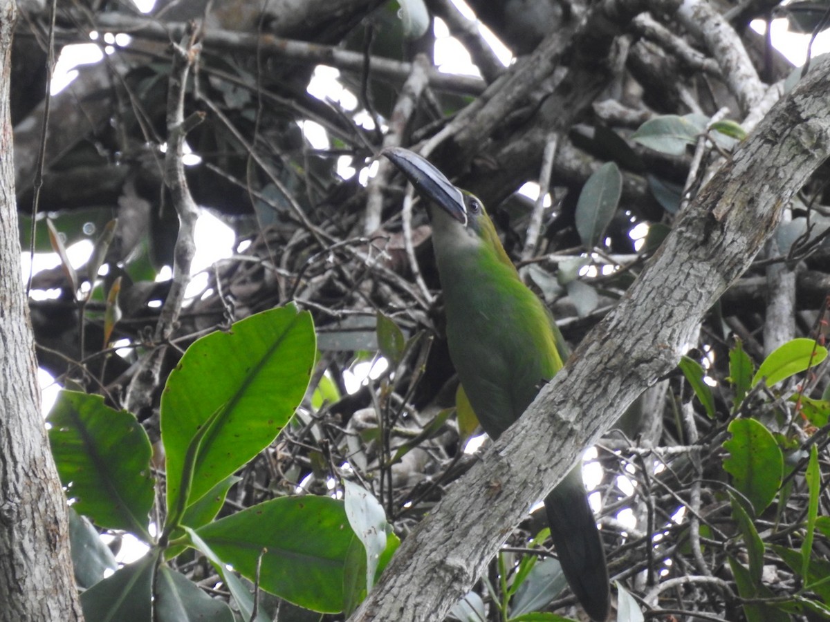 Chestnut-tipped Toucanet - ML646556674