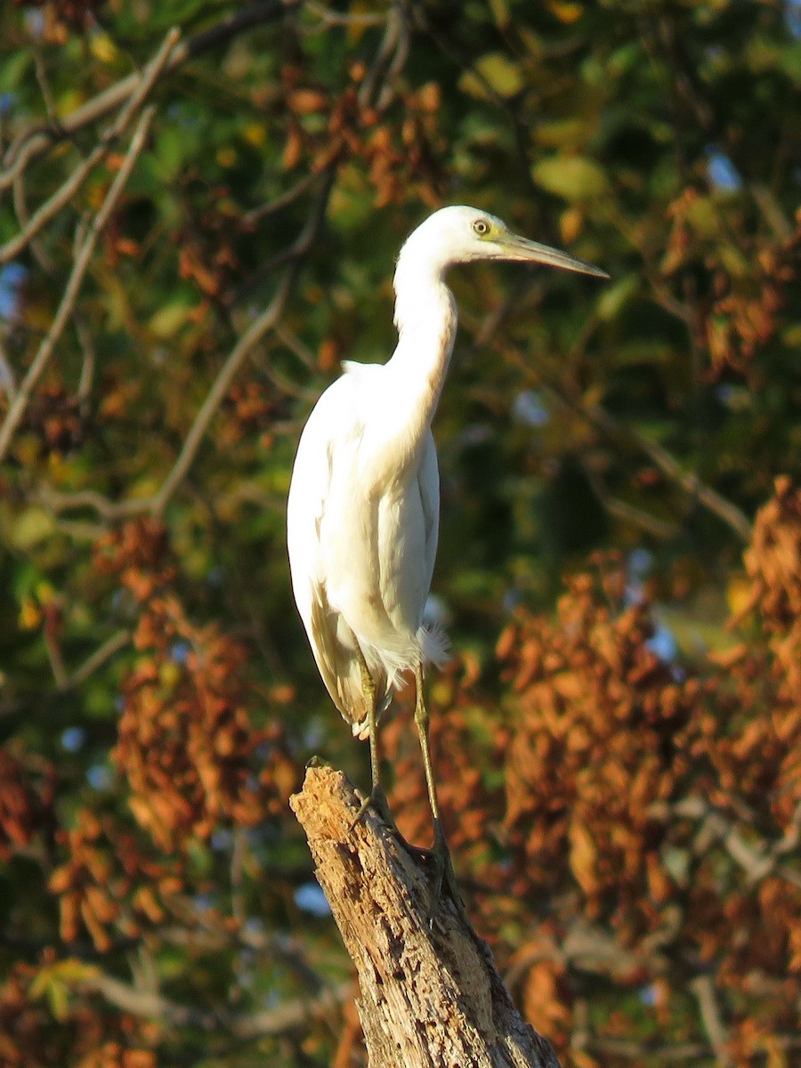 Garceta Azul - ML646556675