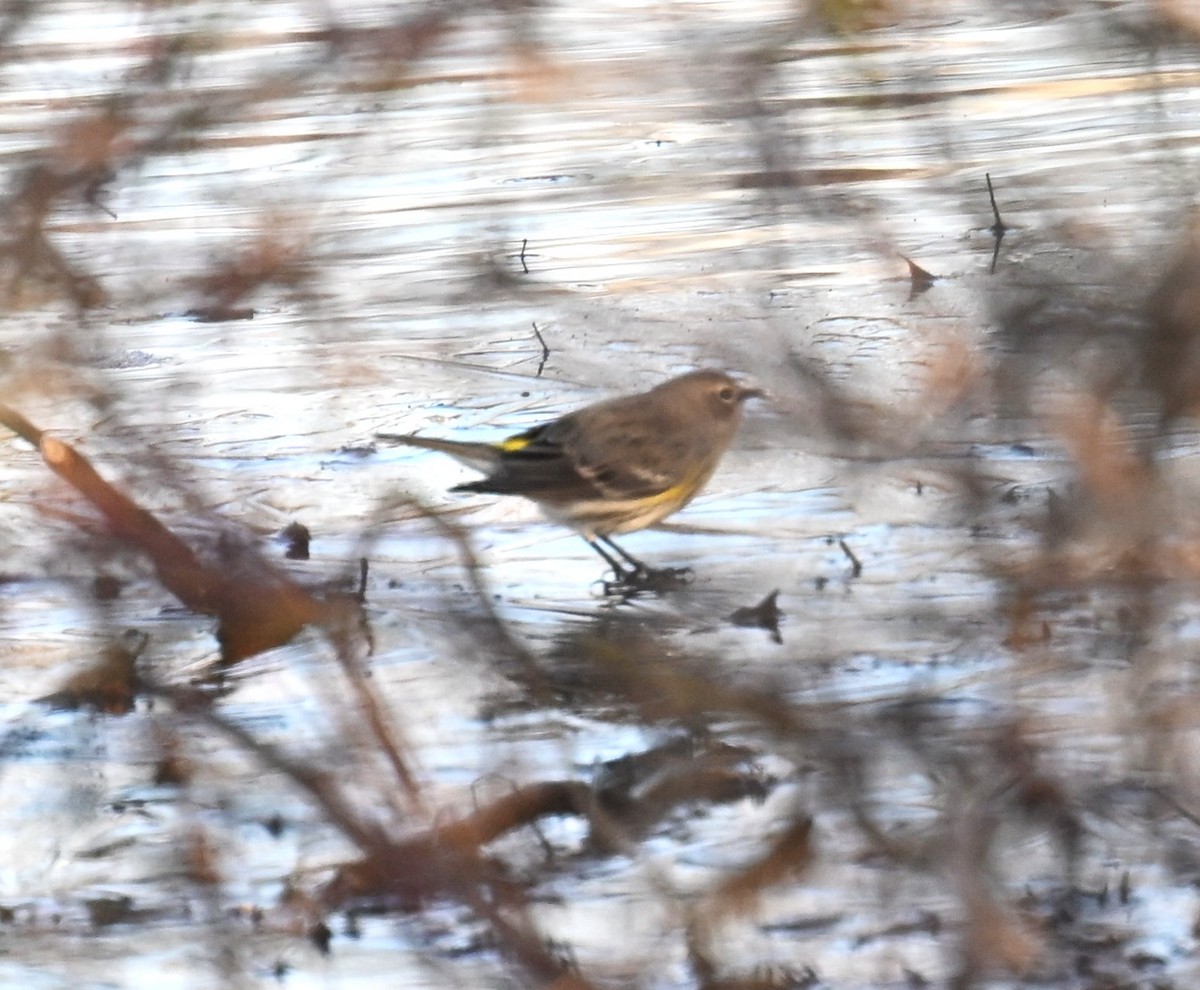 Yellow-rumped Warbler - ML646556677