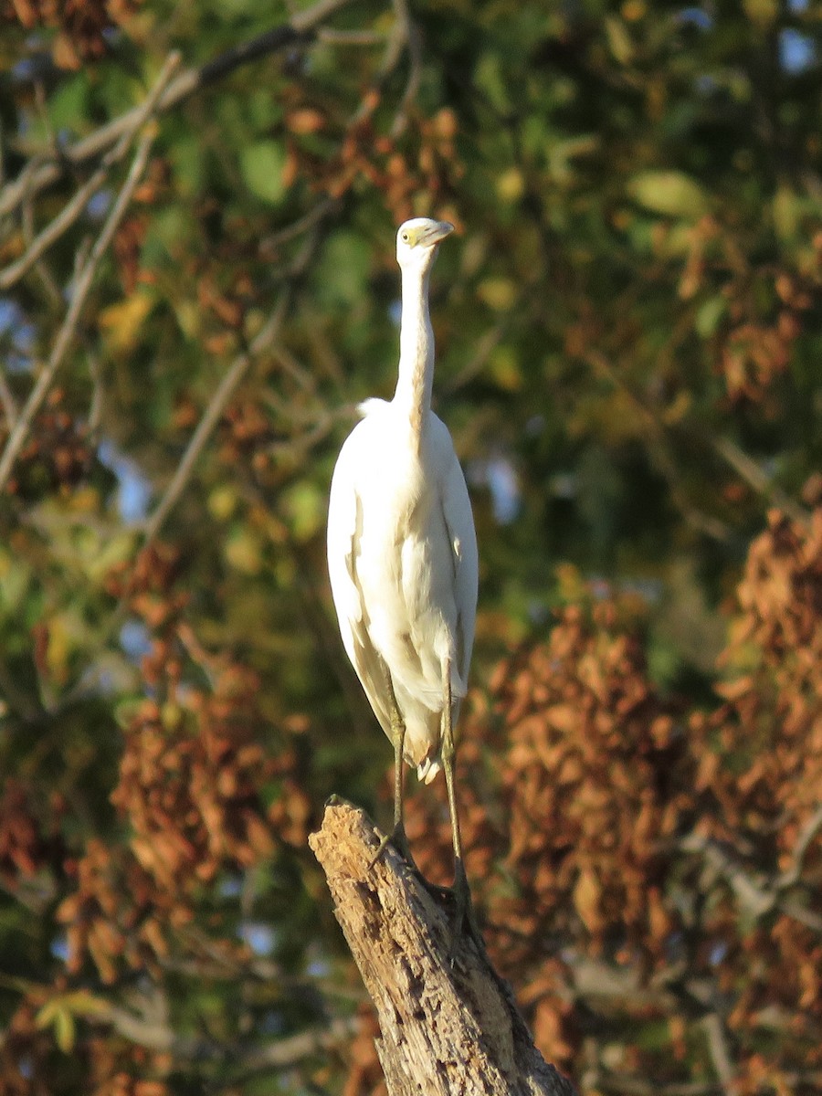 Garceta Azul - ML646556678