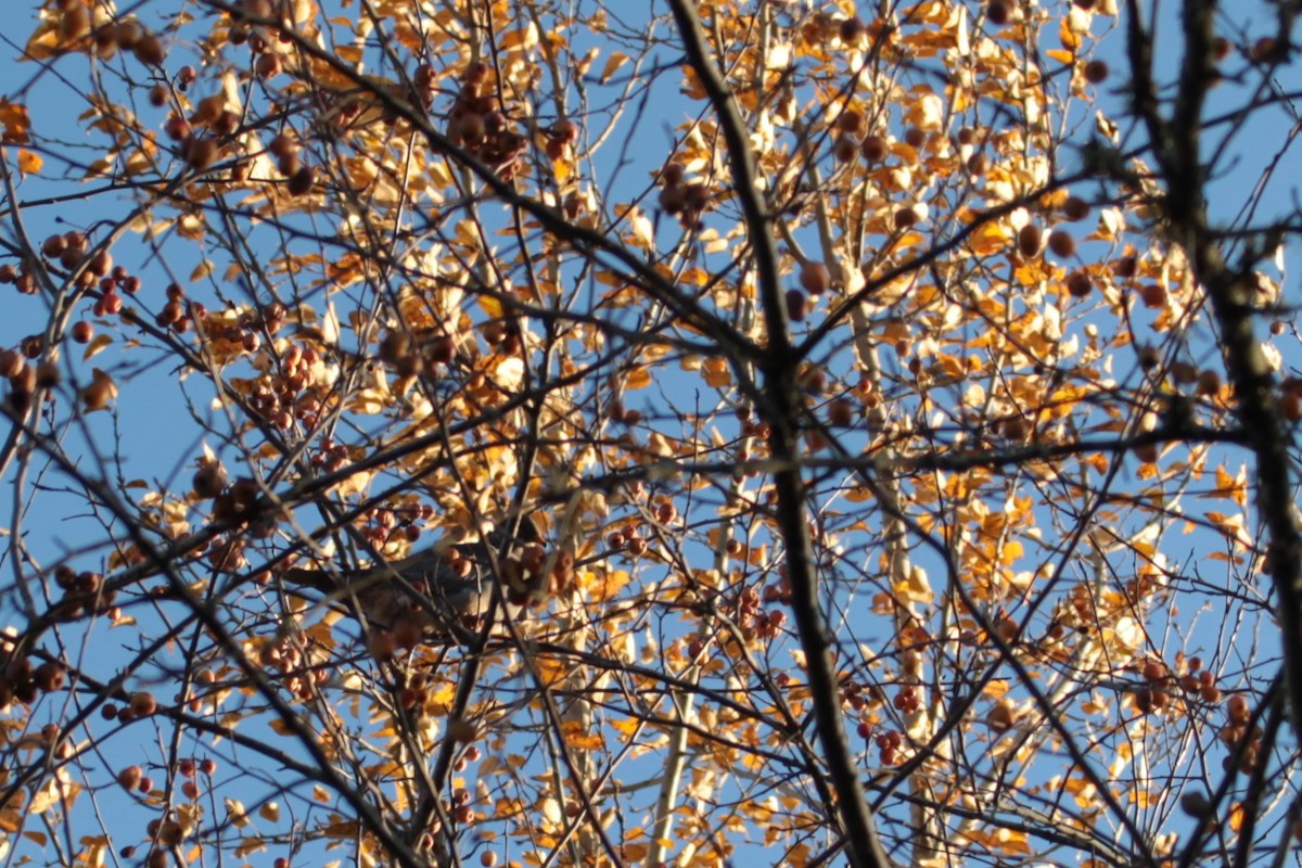 Band-tailed Pigeon - ML646556679