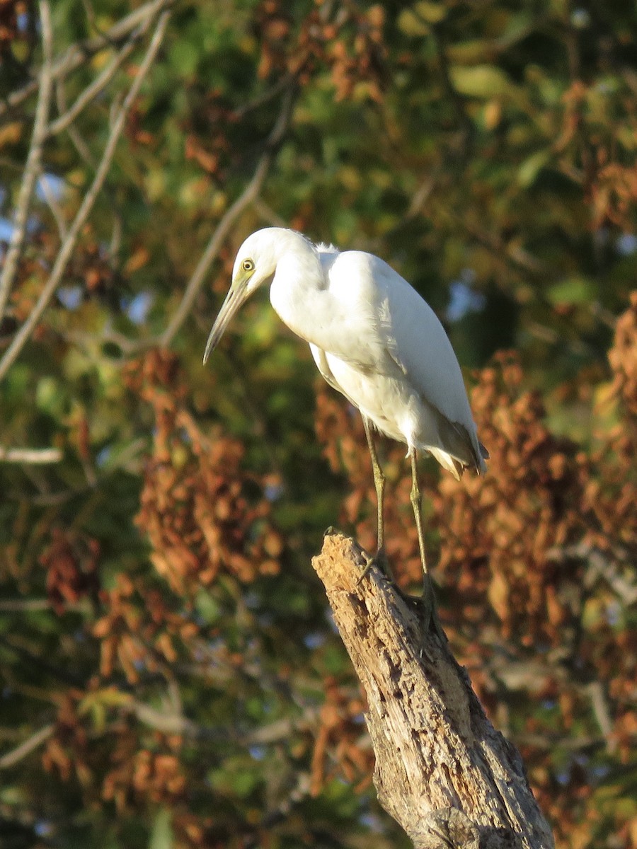 Garceta Azul - ML646556680