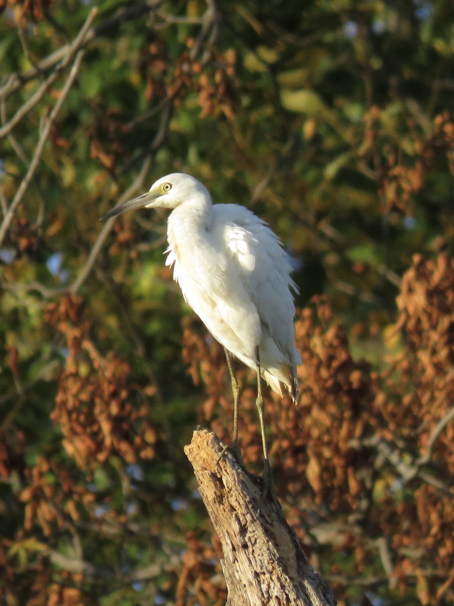 Garceta Azul - ML646556681