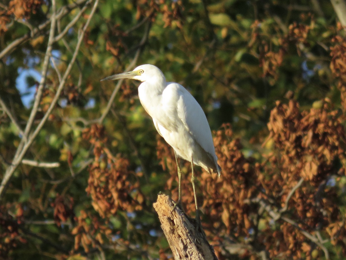 Garceta Azul - ML646556685