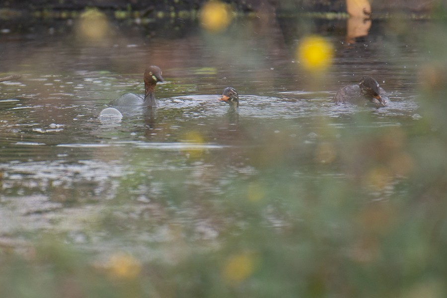 Little Grebe - ML646556686