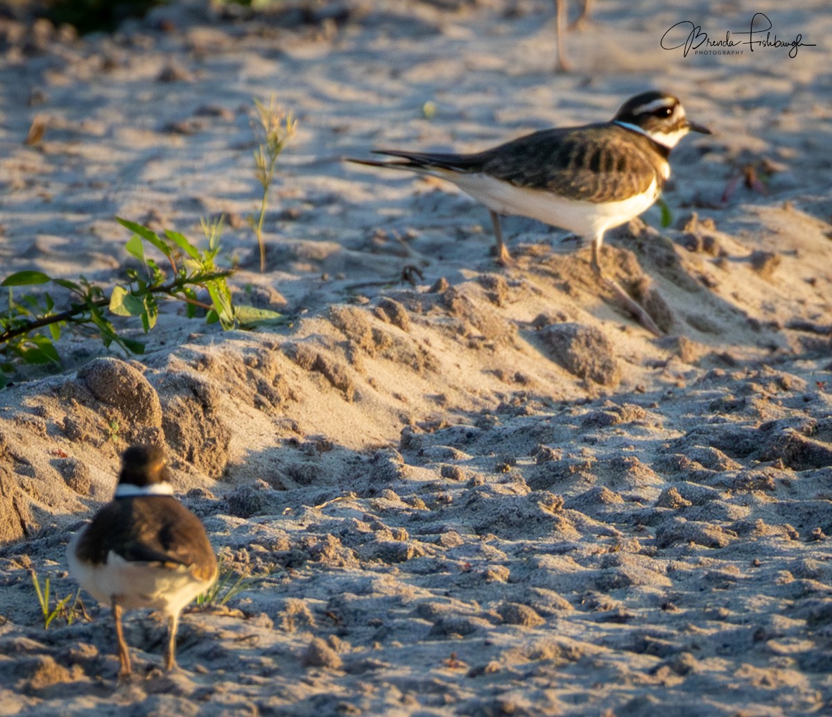 Killdeer - ML646556687