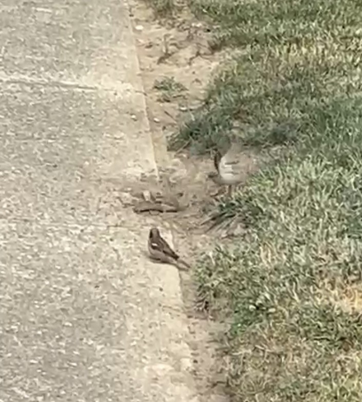 House Sparrow - ML646556688