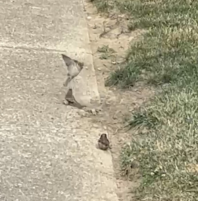 House Sparrow - ML646556689