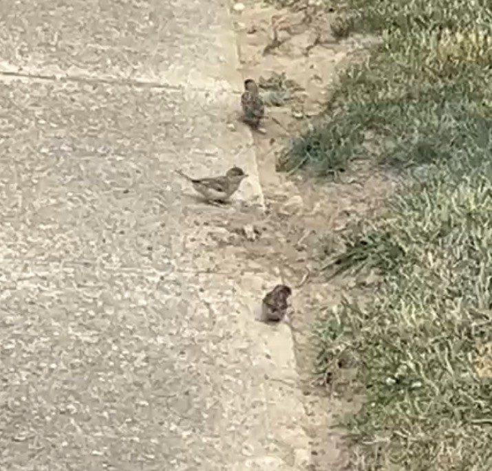 House Sparrow - ML646556690