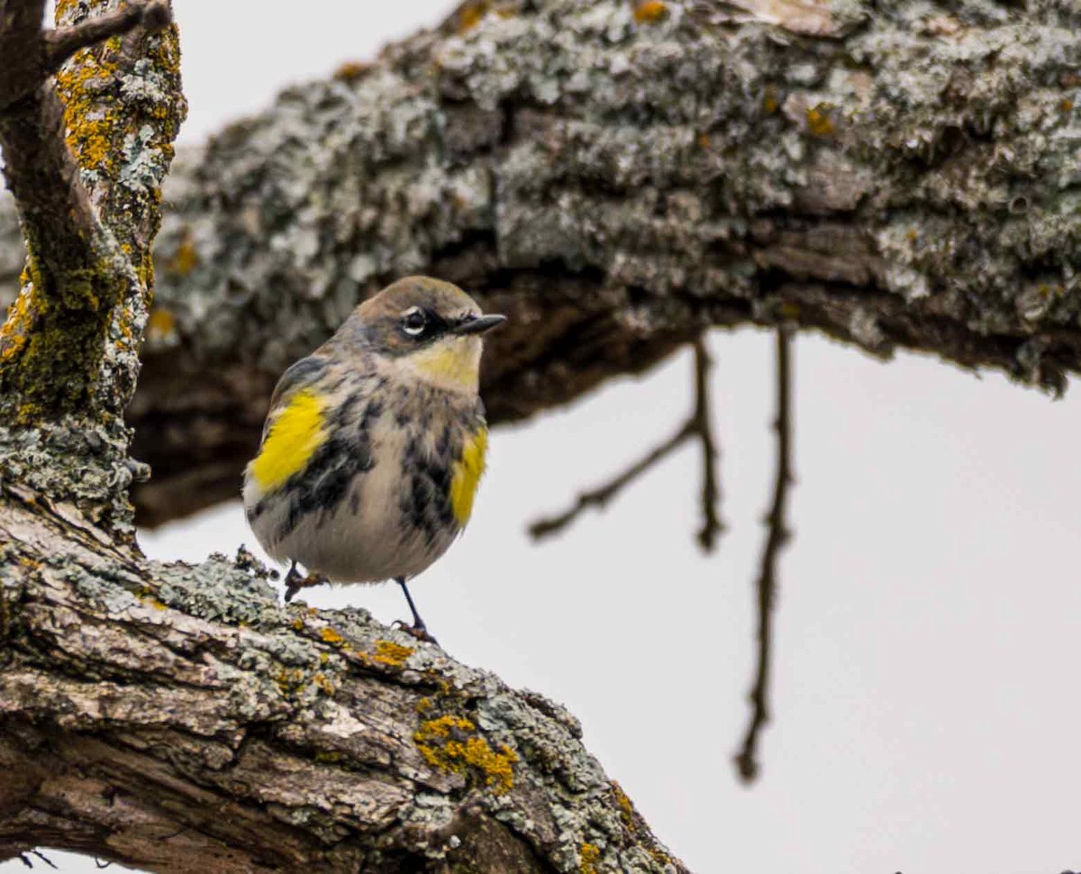 Yellow-rumped Warbler - ML646556691