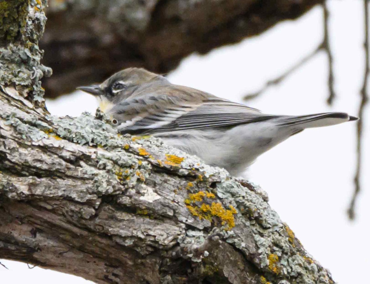 Yellow-rumped Warbler - ML646556692