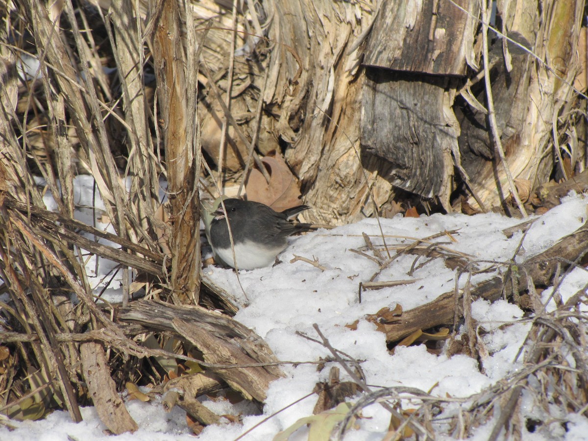 Dark-eyed Junco - ML646556693