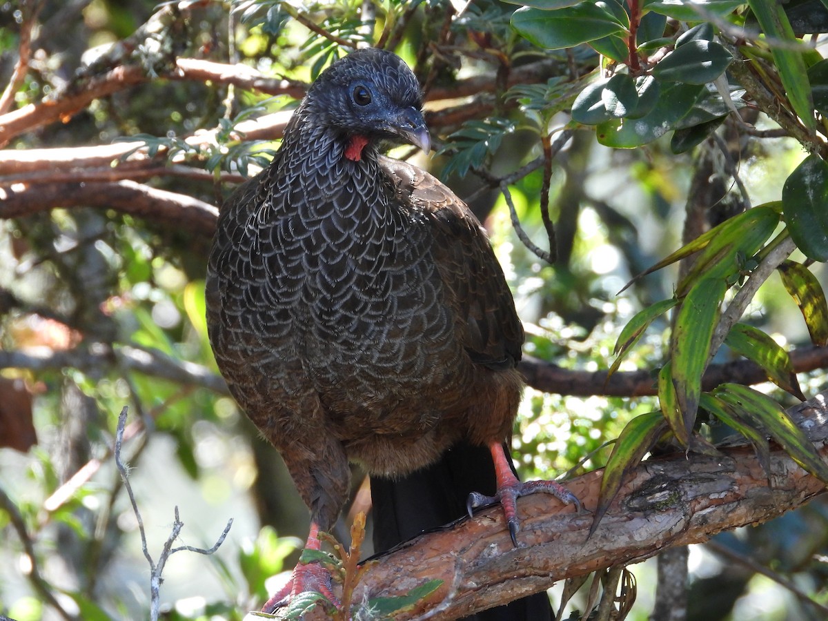 Andenguan - ML646556694