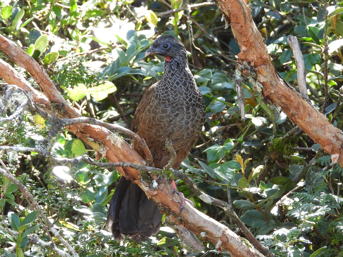 Andenguan - ML646556695