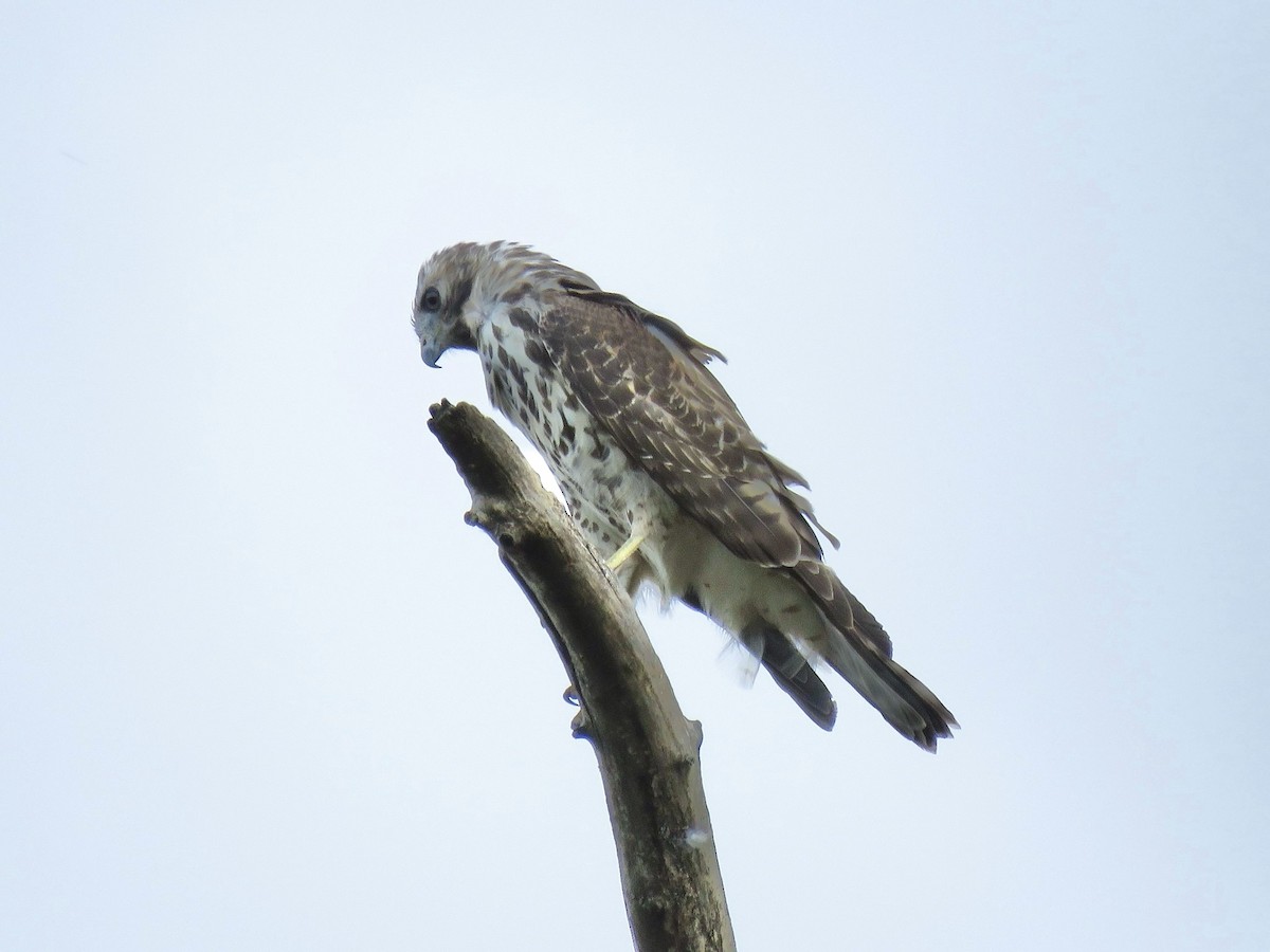 Busardo Pechirrojo - ML646556697