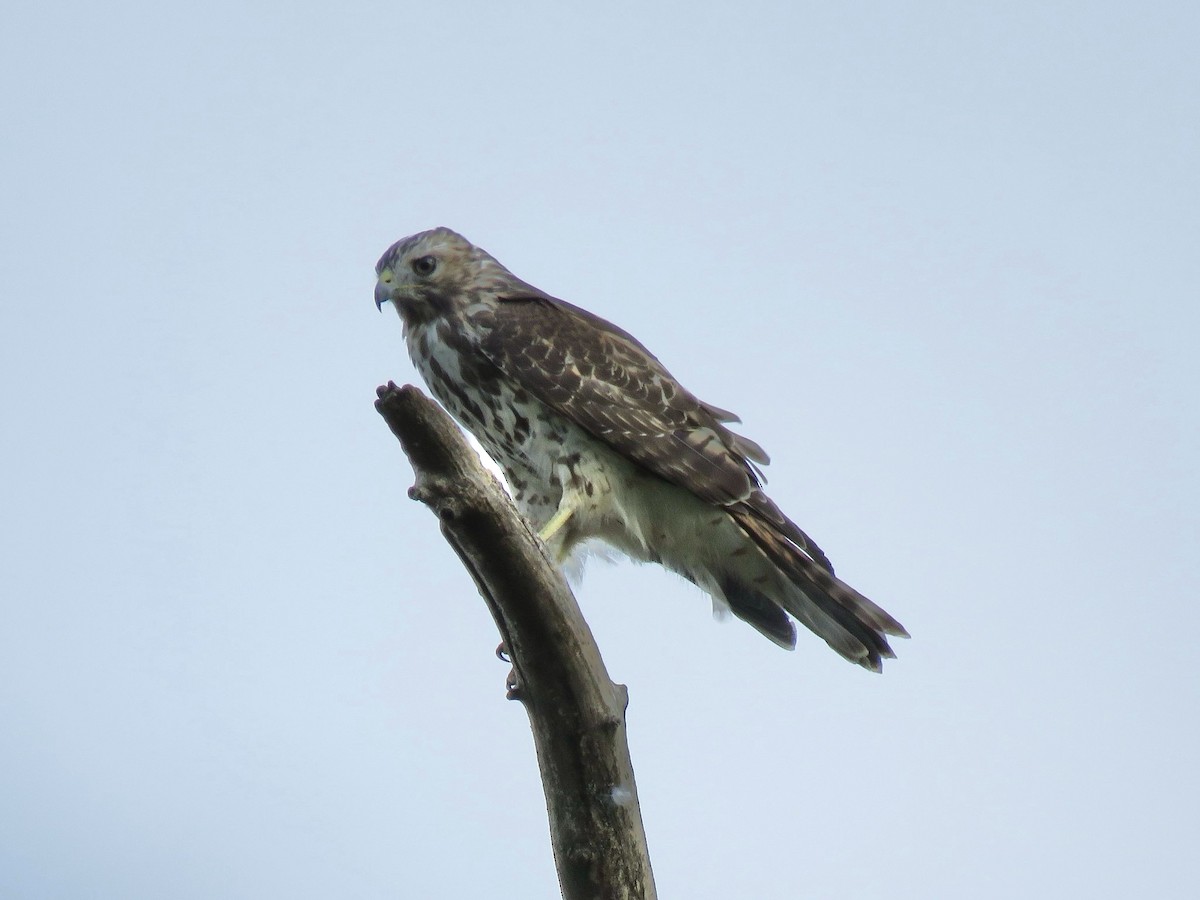 Busardo Pechirrojo - ML646556698