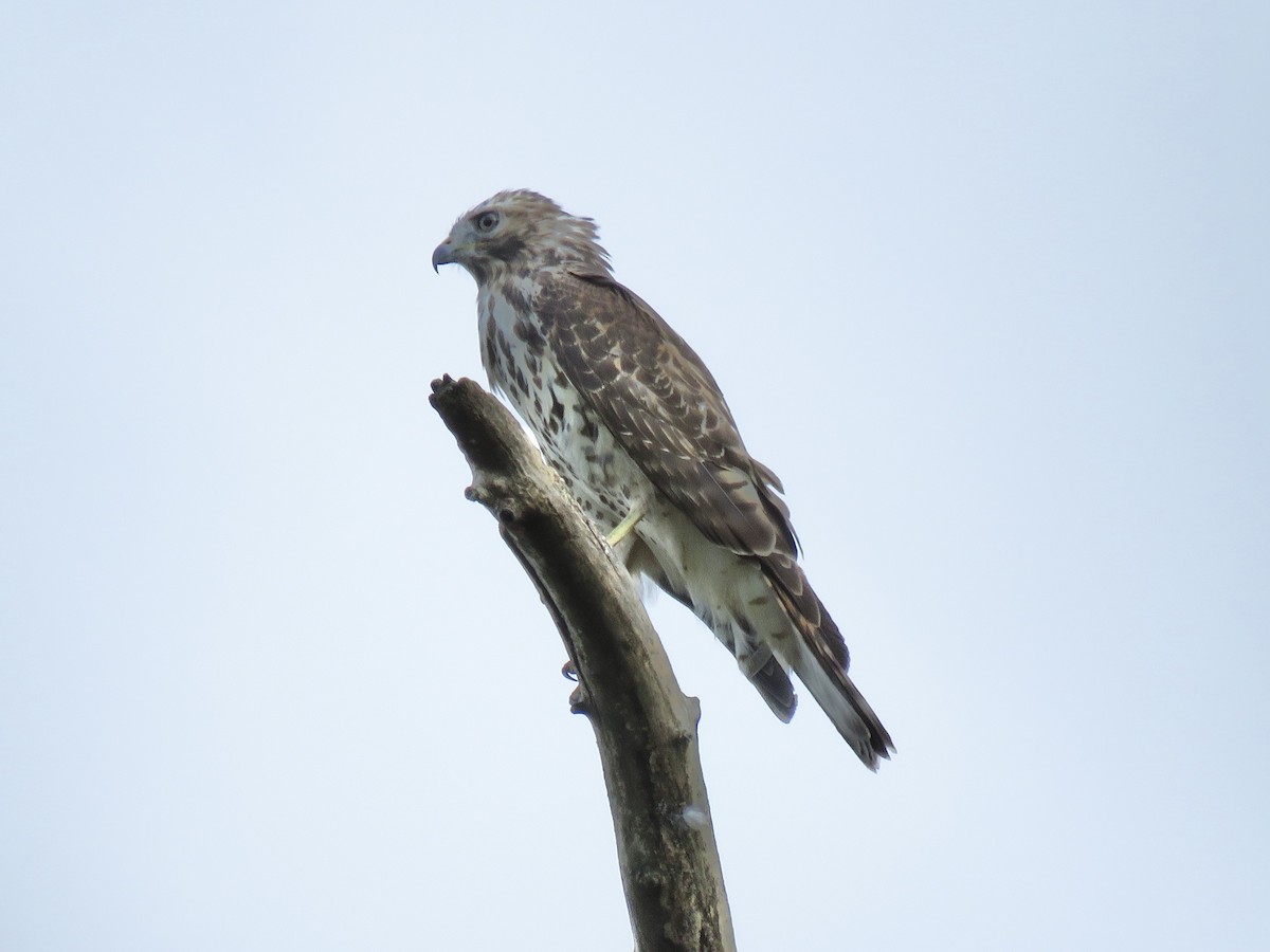 Rotschulterbussard - ML646556699