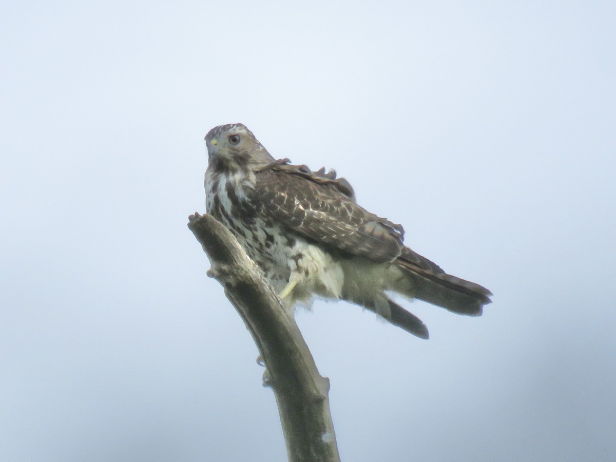 Rotschulterbussard - ML646556700