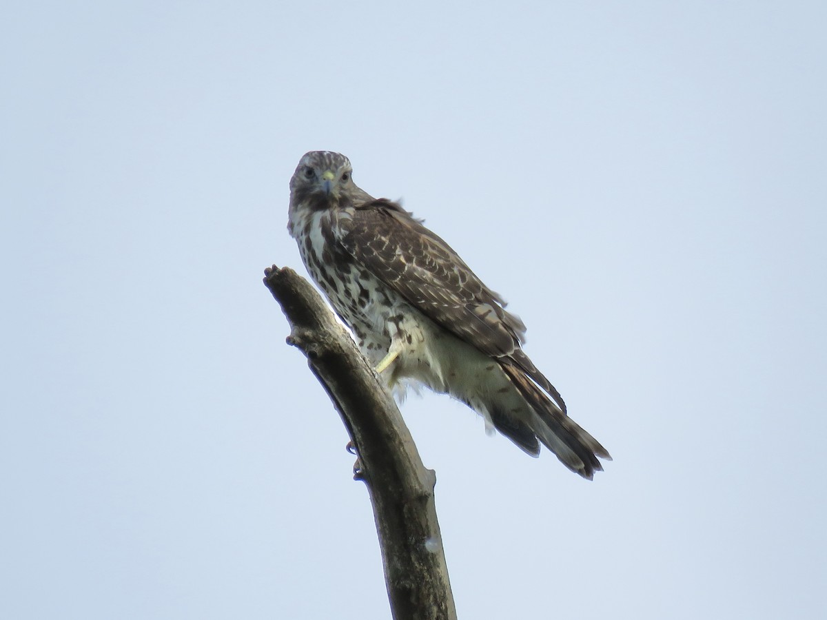 Busardo Pechirrojo - ML646556701