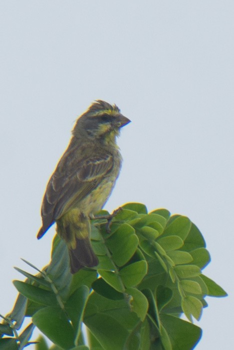 Yellow-fronted Canary - ML646556702