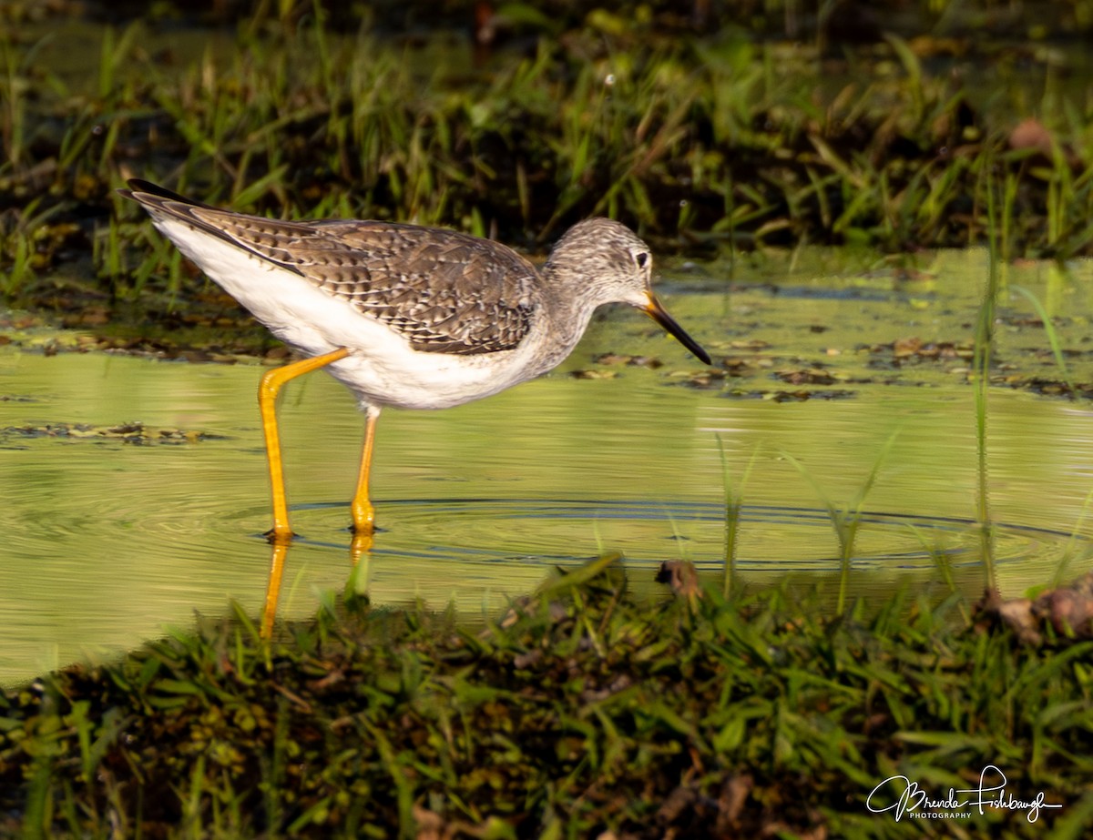 Greater Yellowlegs - ML646556704