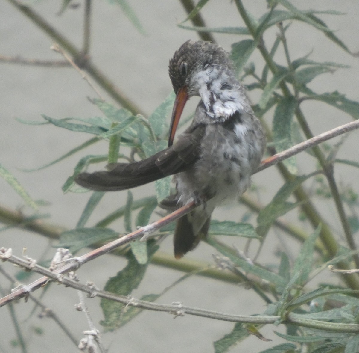 Violet-crowned Hummingbird - ML646556706