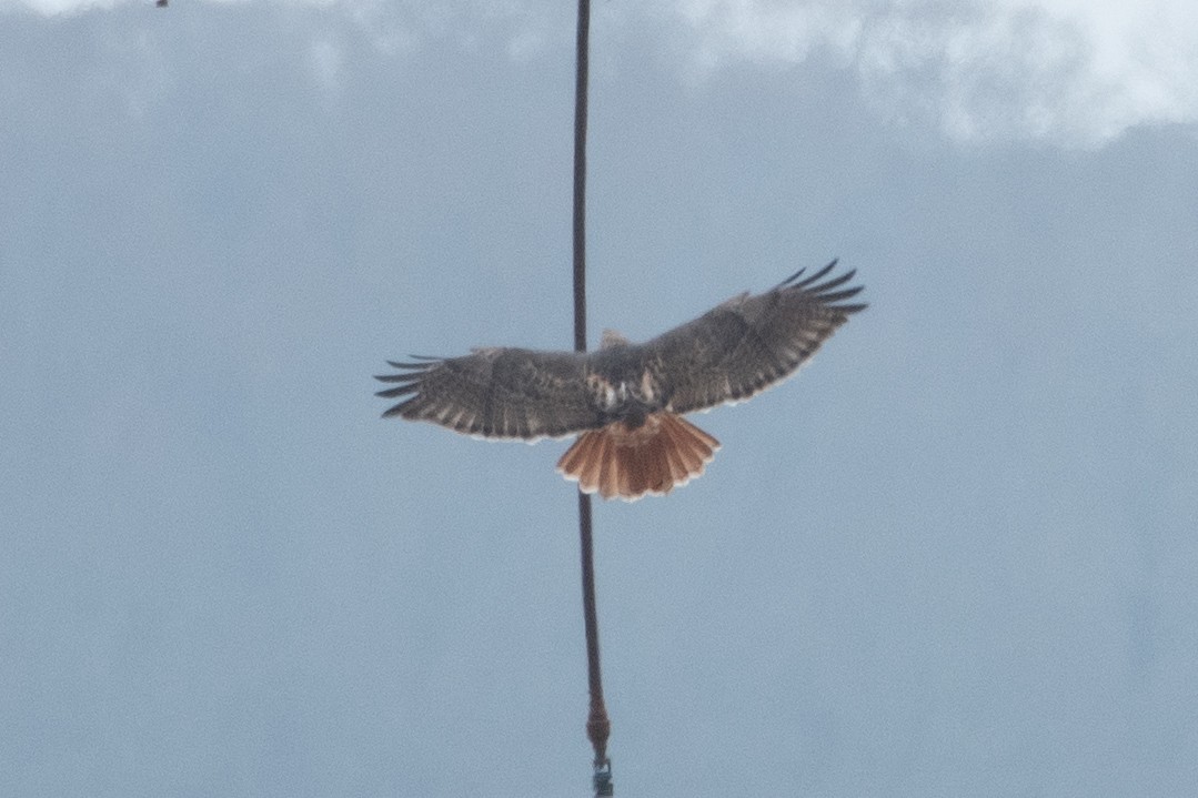 Red-tailed Hawk - ML646556709