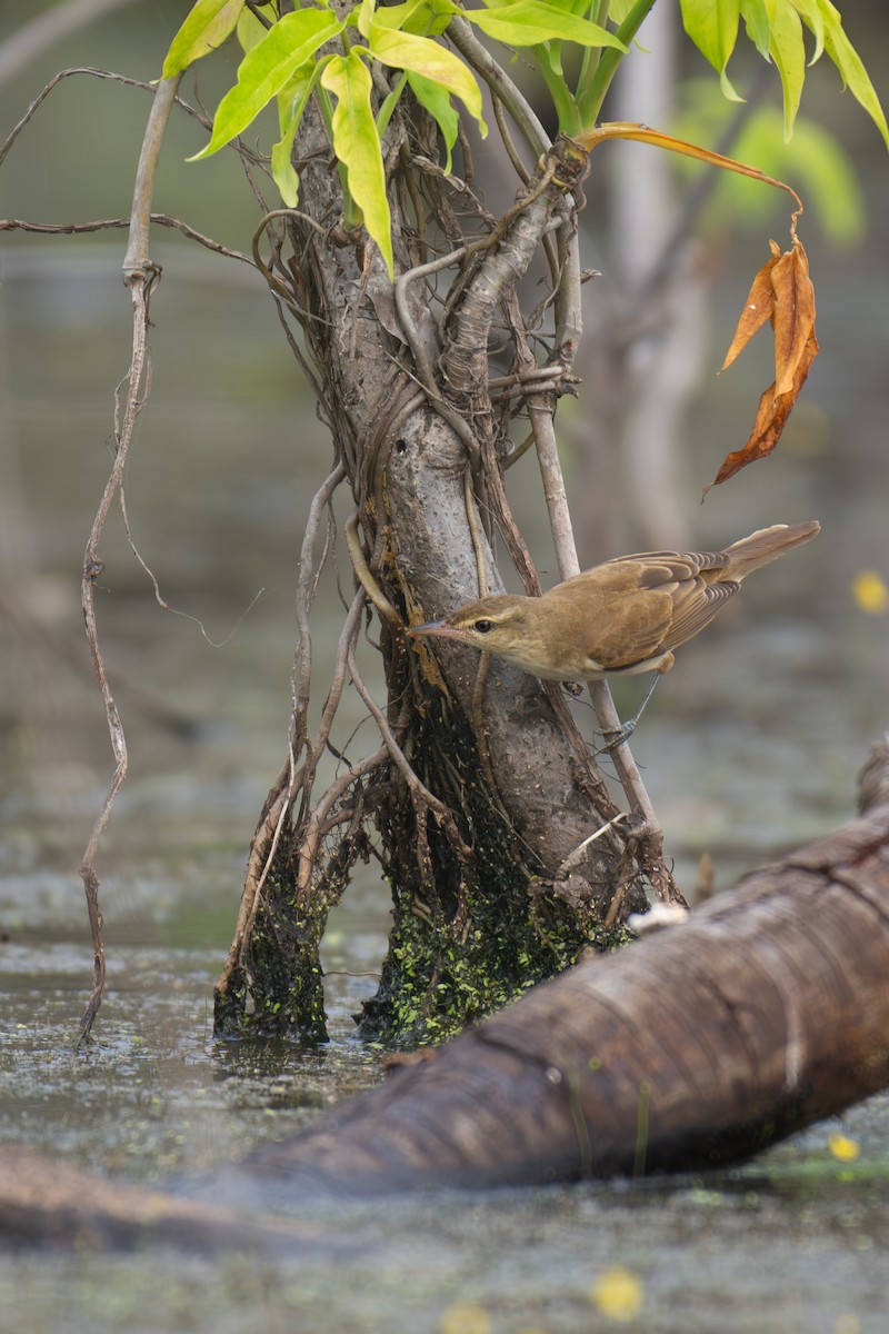 Oriental Reed Warbler - ML646556710