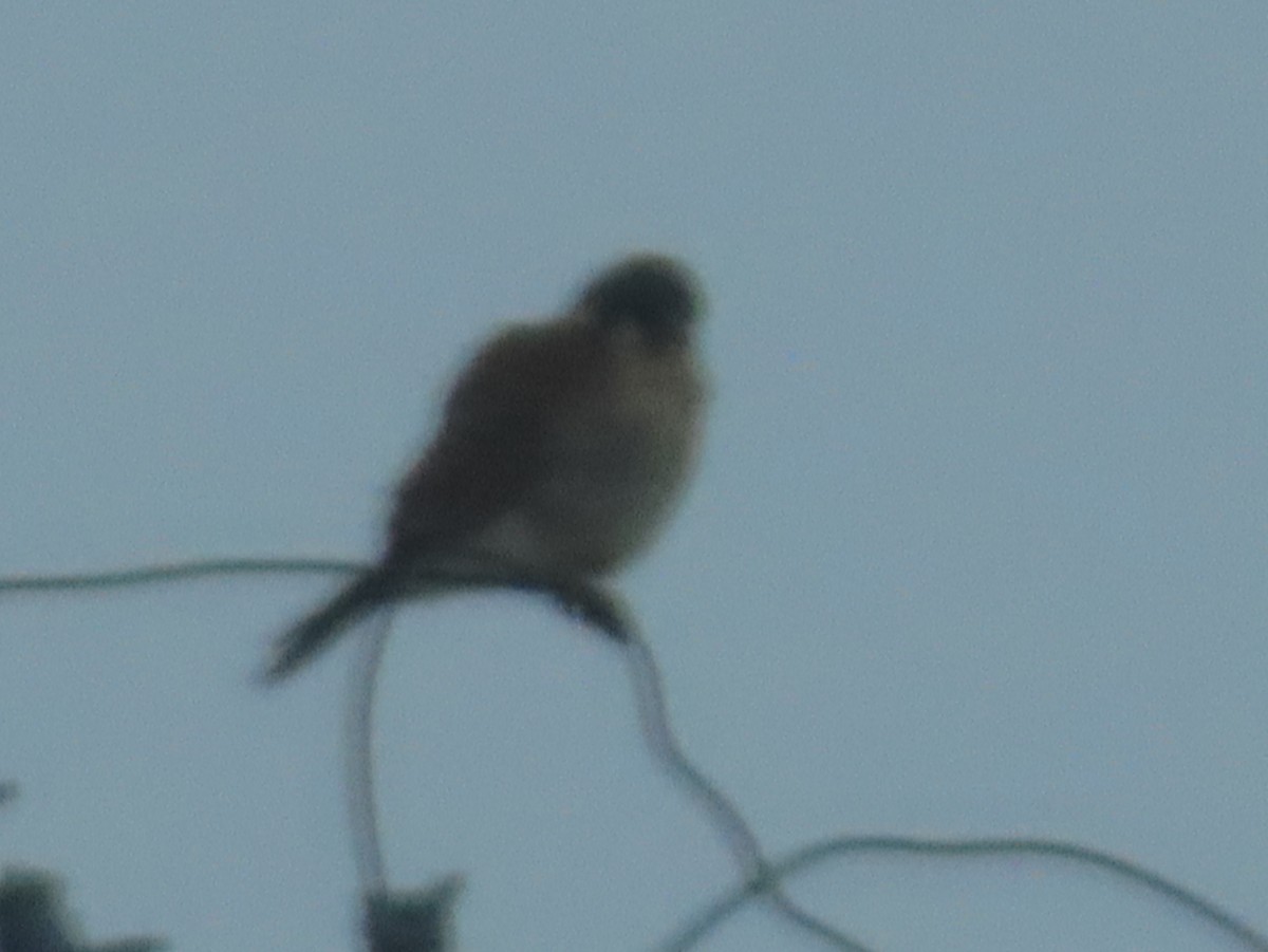 American Kestrel - ML646556711