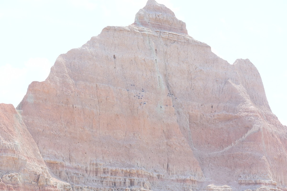 カワラバト（ドバト、家畜型） - ML646556713