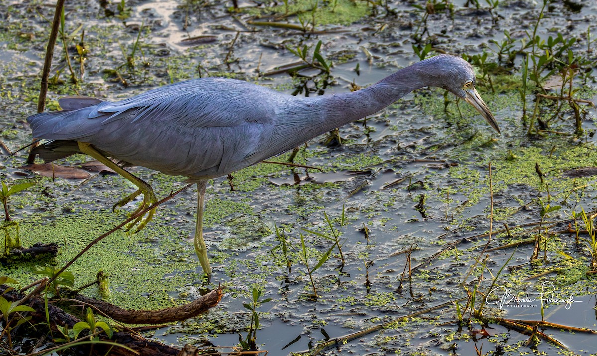 Little Blue Heron - ML646556714