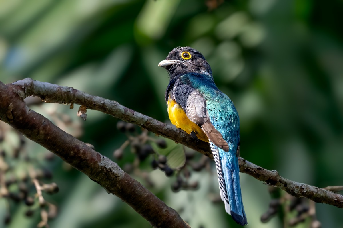 Gartered Violaceous Trogon - ML646556717