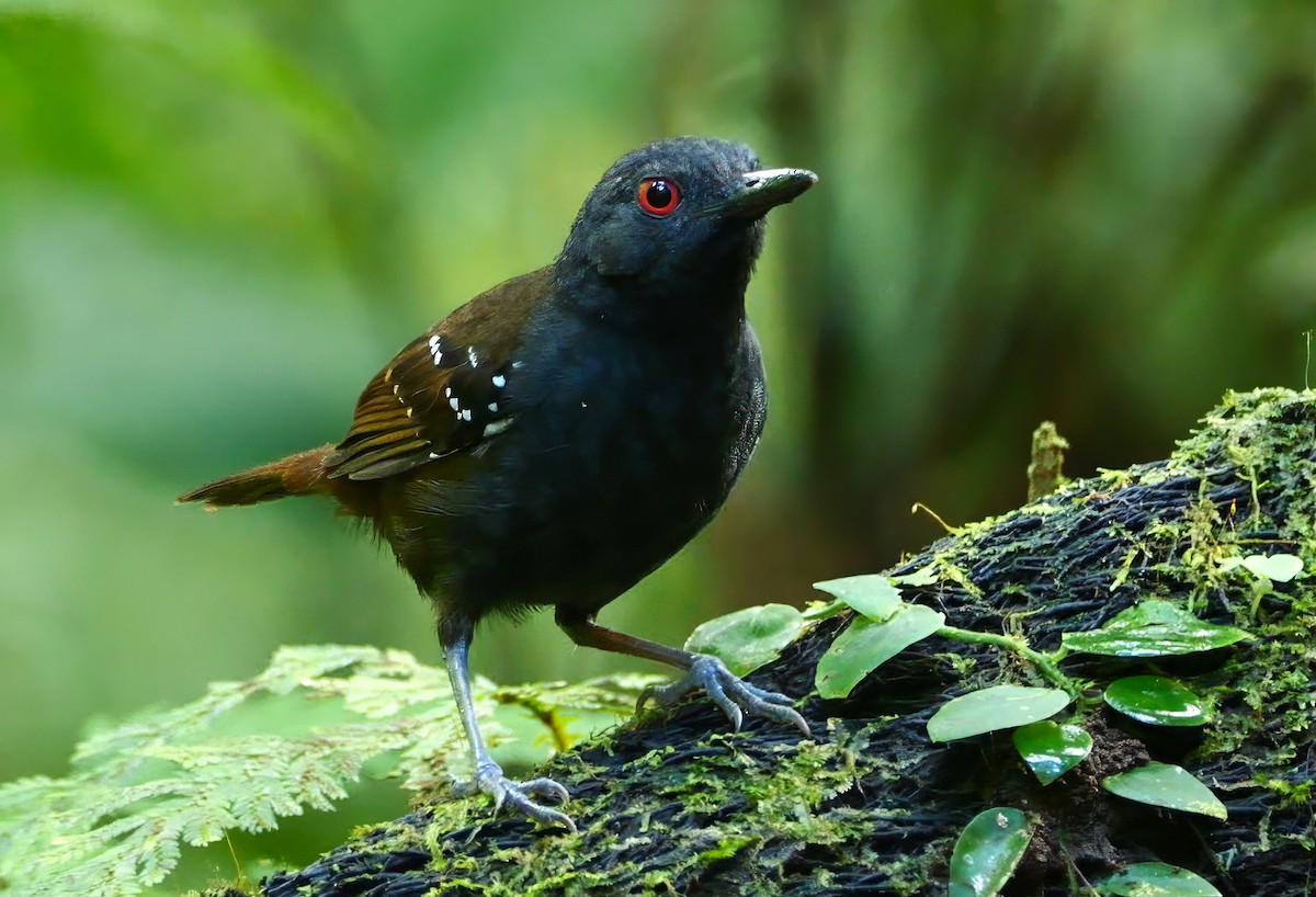Dull-mantled Antbird - ML646556719