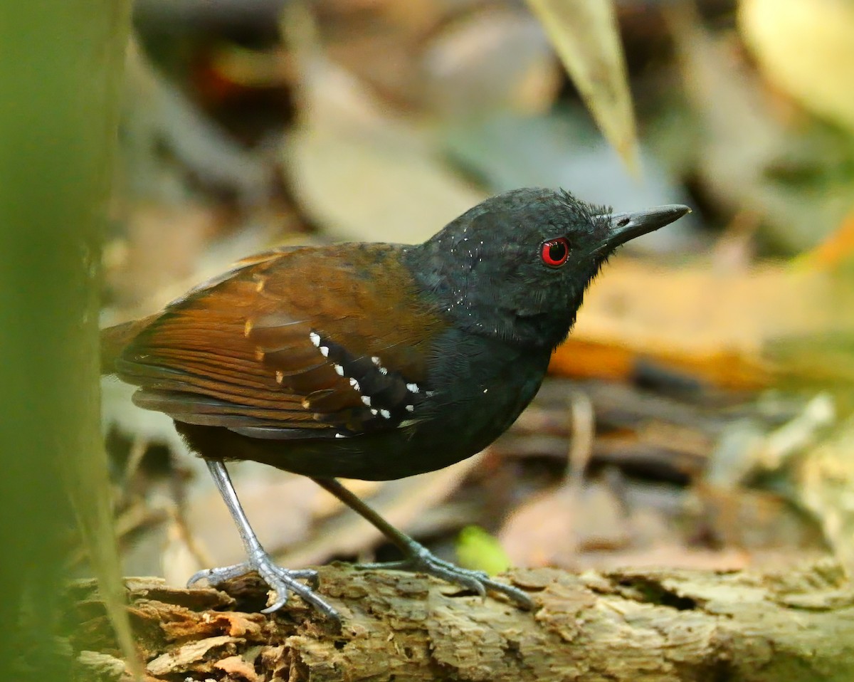 Dull-mantled Antbird - ML646556720