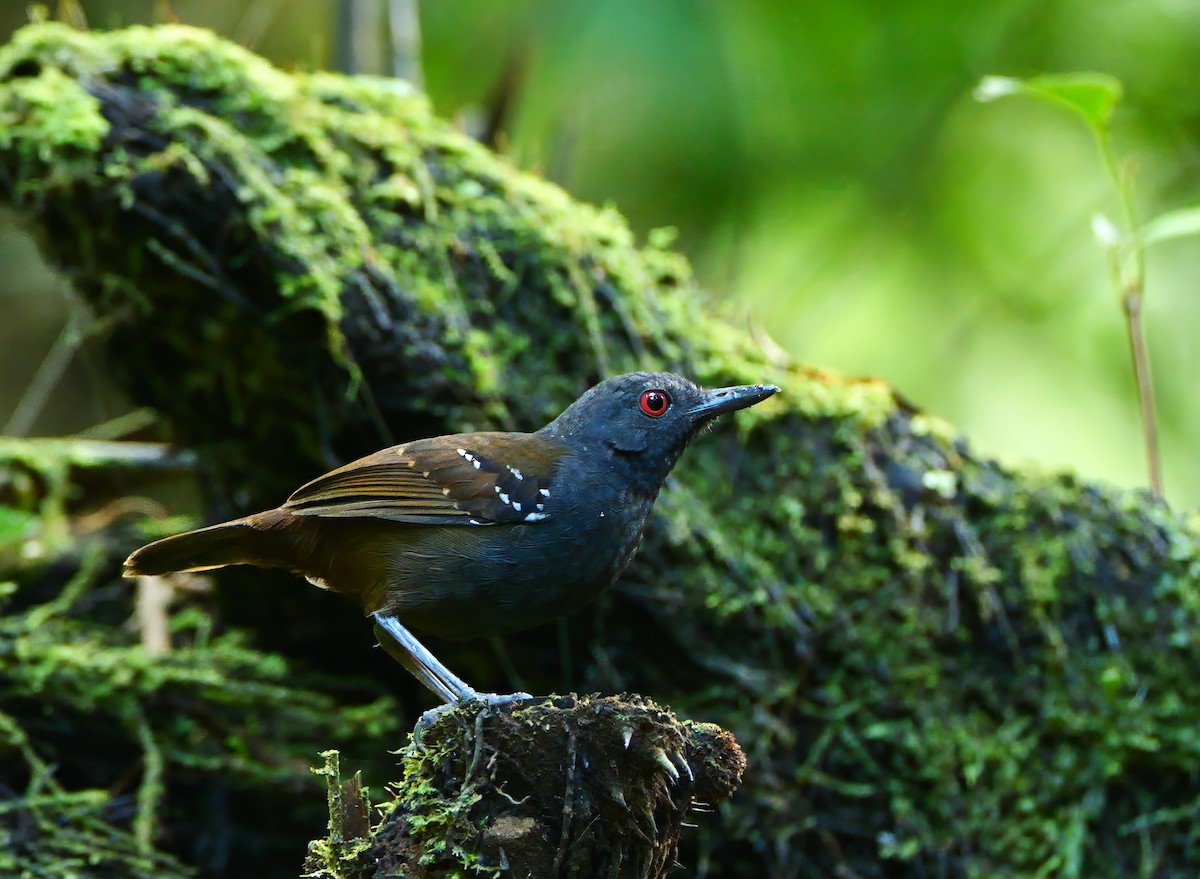 Dull-mantled Antbird - ML646556722