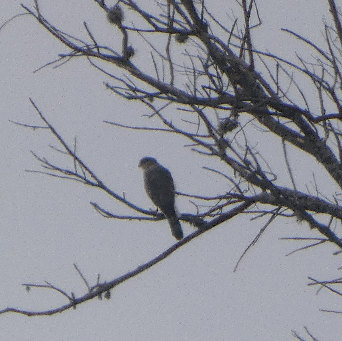 Cooper's Hawk - ML646556723