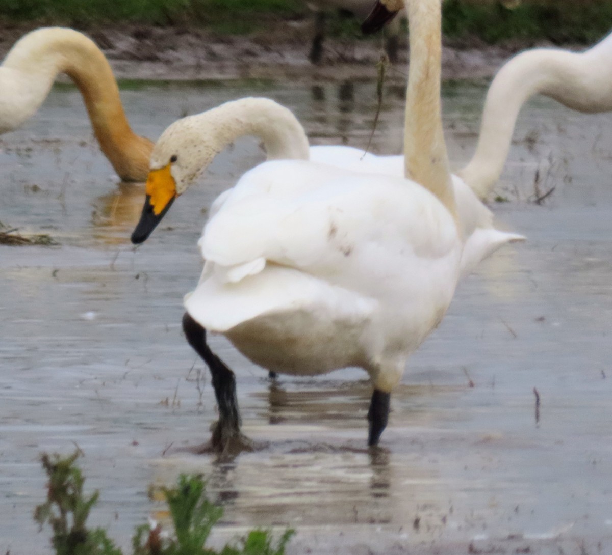 Гангар хун - ML646556727