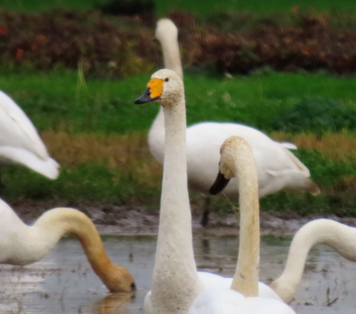 Гангар хун - ML646556728