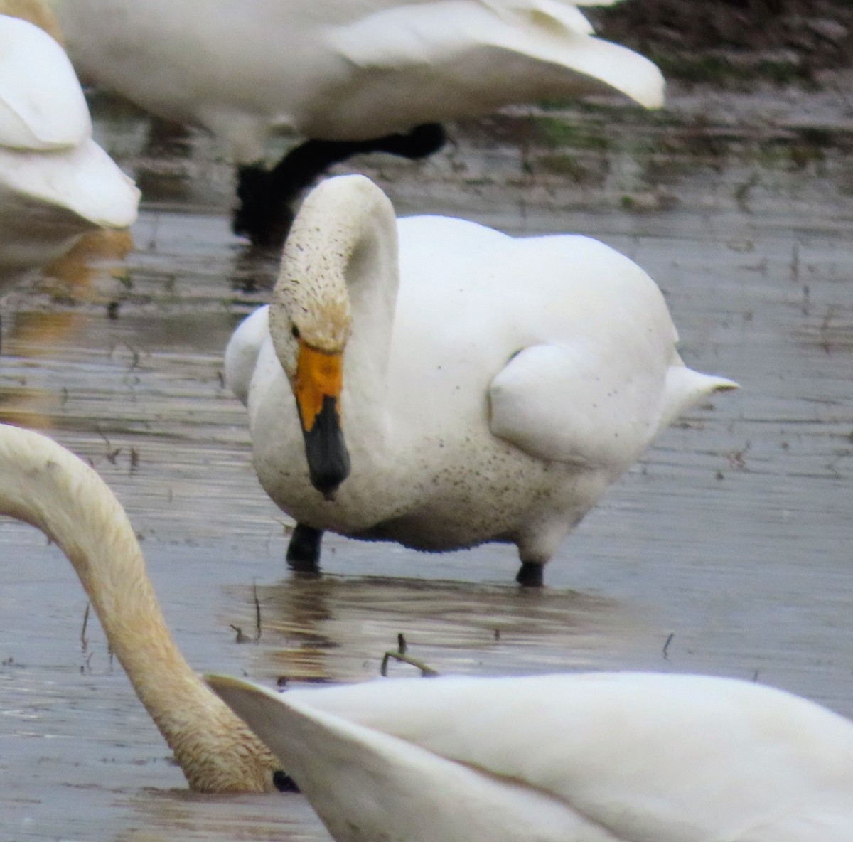 Гангар хун - ML646556730