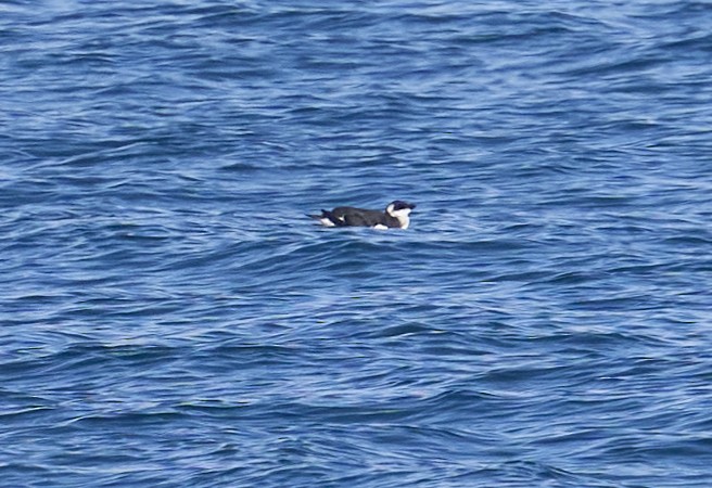 Pottorro arrunta - ML646556732