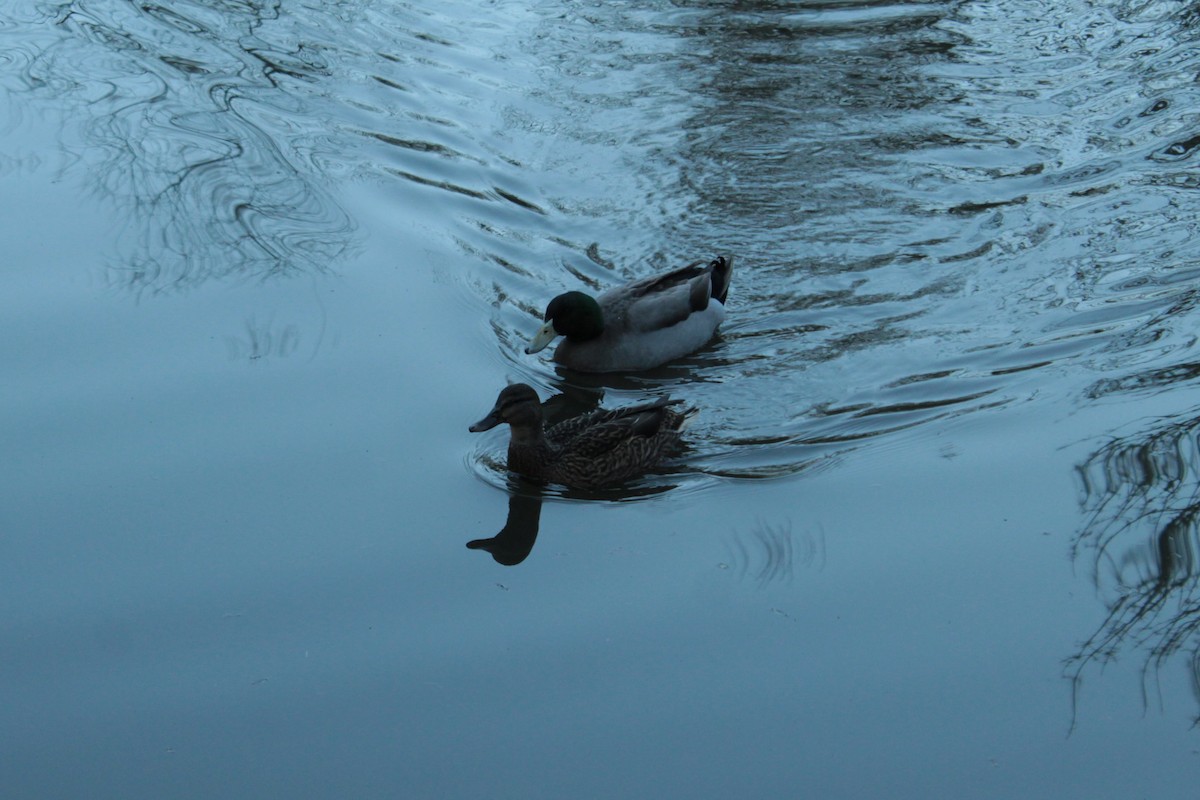 Mallard - ML646556737