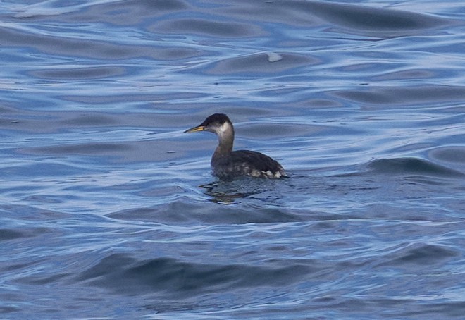 Murgil lepagorria - ML646556741