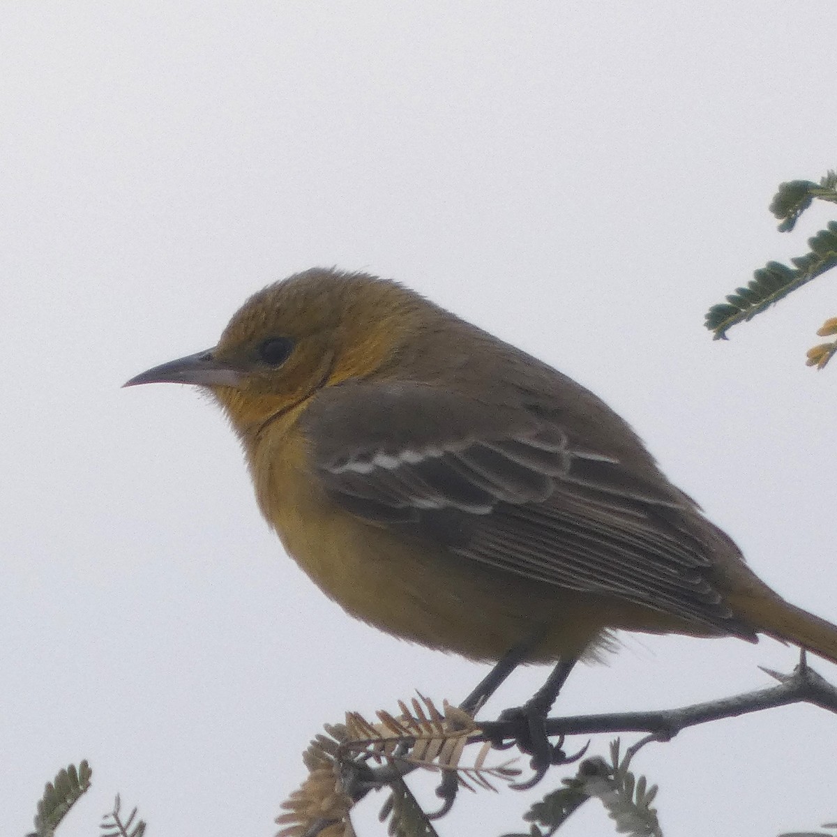 Hooded Oriole - ML646556743