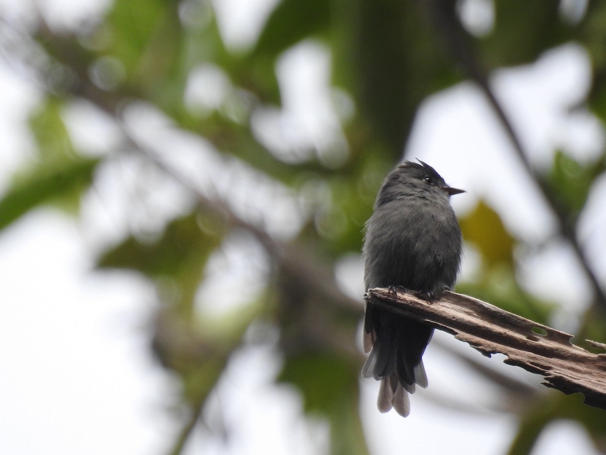 Smoke-colored Pewee - ML646556745