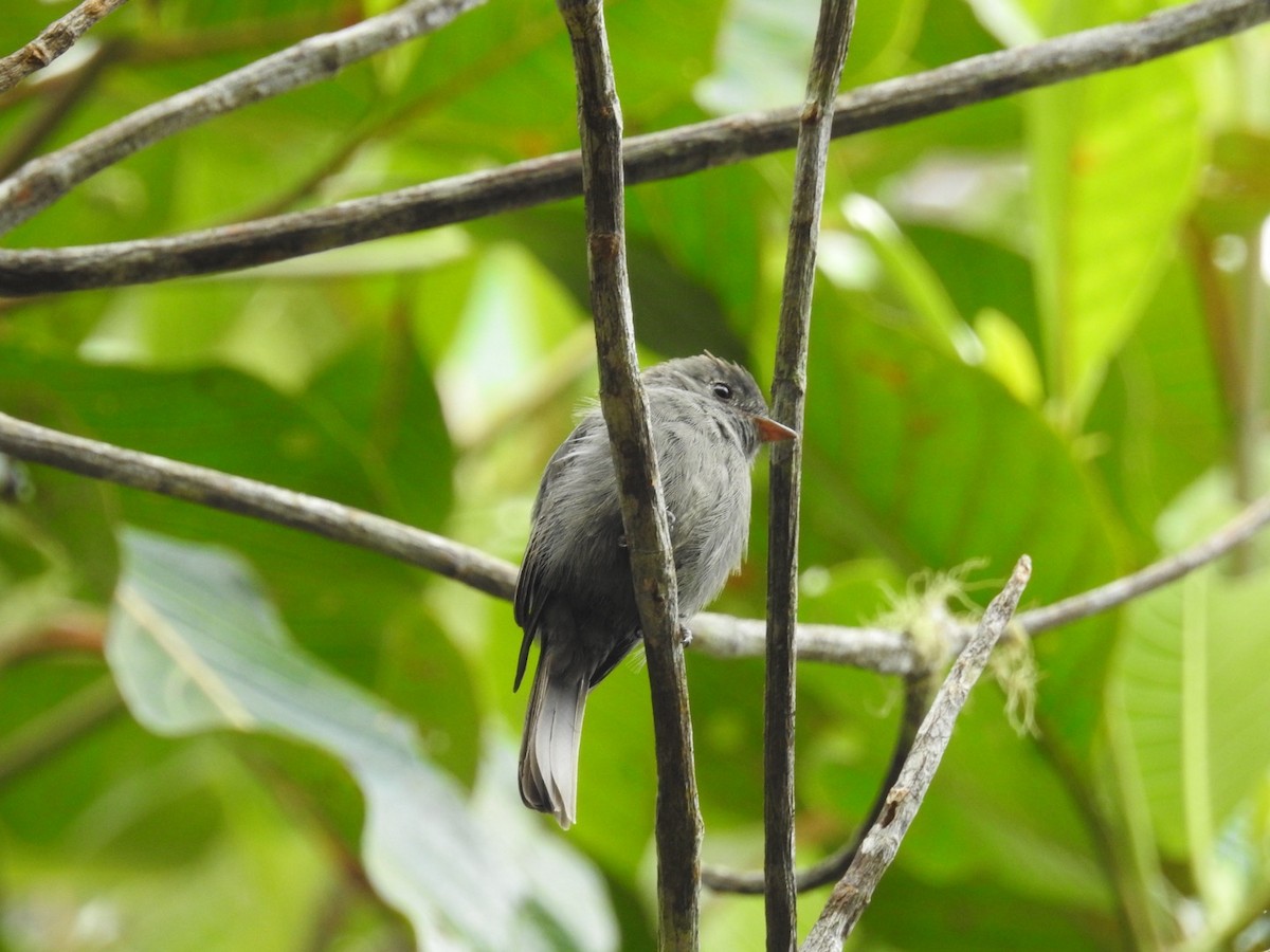 Smoke-colored Pewee - ML646556746